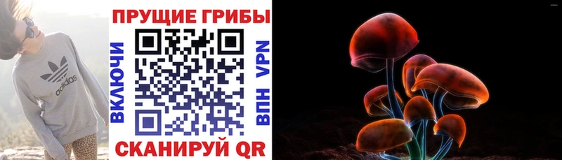 Псилоцибиновые грибы Psilocybe  Питкяранта 